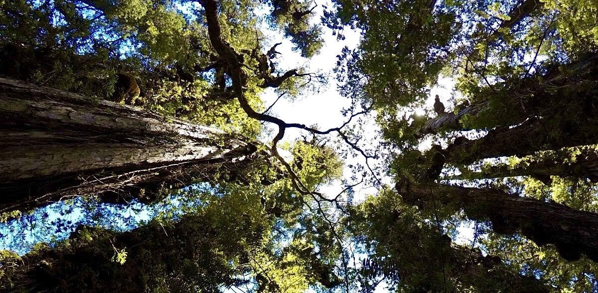 Tribuna de ayudantes: Felipe Sandoval Silva Tala de bosque nativo y sanción  penal en sede ambiental ¿Cómo se avanza? - Facultad de Derecho -  Universidad de Chile